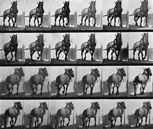 Muybridge - Cart Horse