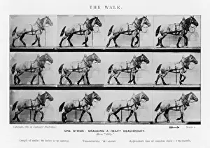 Muybridge Prints: Muybridge - Cart Horse2