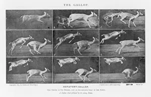 Fallow Prints: Muybridge - Deer