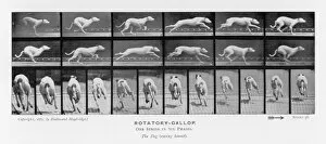 Gallop Collection: Muybridge - Dog Gallop 1