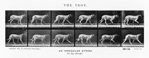 Trotting Prints: Muybridge - Dog Trot 2