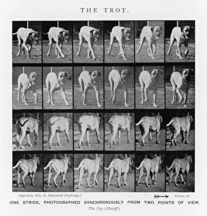 Muybridge - Dog Trot