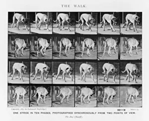 Muybridge - Dog Walk