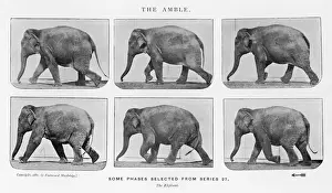 Elephant Prints: Muybridge - Elephant