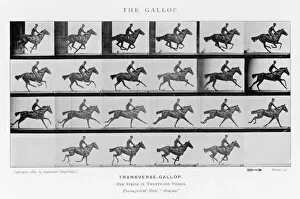 Gallop Collection: Muybridge - Horse Gallop