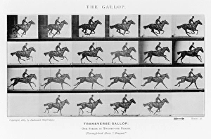 Muybridge - Horse Gallop
