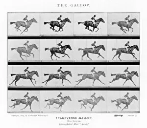 Gallop Collection: Muybridge - Horse Gallop