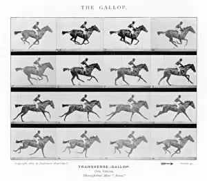 Galloping Prints: Muybridge - Horse Gallop