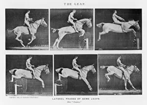 Leaping Gallery: Muybridge - Horse Leap