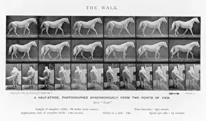 Muybridge - Horse Walk