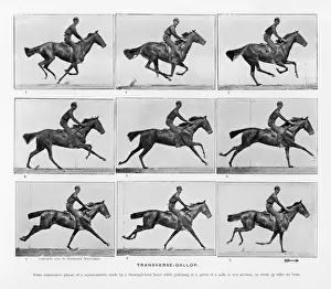 Muybridge Prints: Muybridge / Horses Gallop