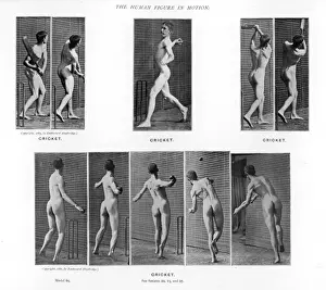 Muybridge Prints: Muybridge / Man / Cricket