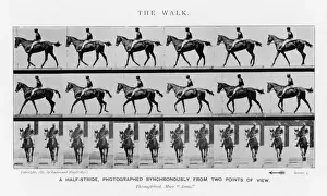 Muybridge - Race Horse