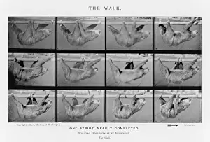 Muybridge - Sloth