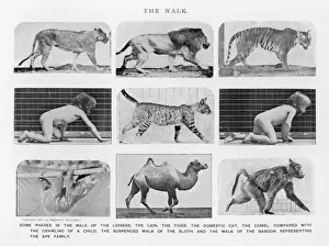 Muybridge -Various Walk