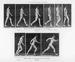Muybridge - Walk and Run