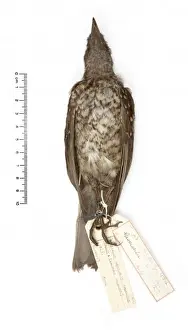 Myadestes woahensis, amaui