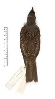 United States Prints: Myadestes woahensis, amaui