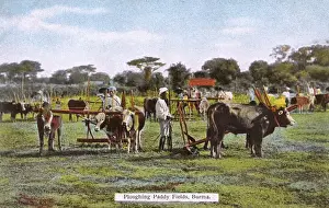 Myanmar - Ploughing Paddy Fields with teams of Oxen
