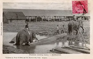 Myanmar - Yangon - Elephants moving timber