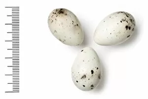 Fringillidae Collection: Mycerobas carnipes, white-winged grosbeak eggs