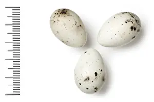 Mycerobas carnipes, white-winged grosbeak eggs