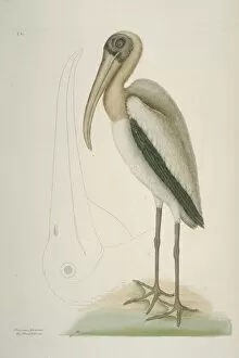 Mark Catesby Collection: Mycteria americana, wood stork