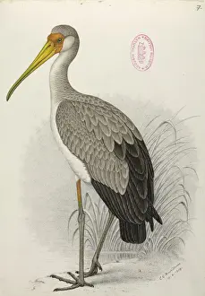 Stork Prints: Mycteria ibis, Yellow-billed stork