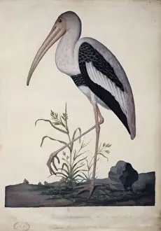 Loten Prints: Mycteria leucocephala, painted stork