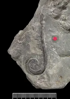 Echinodermata Prints: Myedactylus flecheri (Salter)
