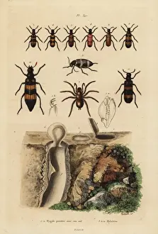 Mygalomorph trapdoor spider and its nest