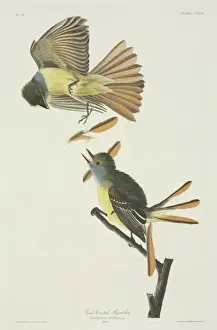 Fly Catcher Prints: Myiarchus crinitus, great-crested flycatcher