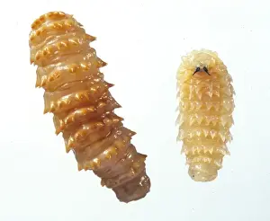 Parasite Prints: Myiasis causing flies