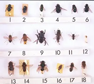 Diptera Prints: Myiasis species