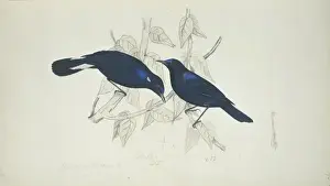 Myiomela leucura, white-tailed robin