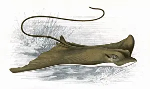 Aquila Prints: Myliobatis Aquila, or Common Eagle Ray
