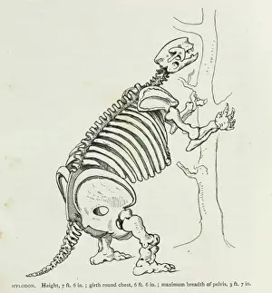 Darwin200 Prints: Mylodon