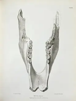 Mylodon darwinii, ground sloth