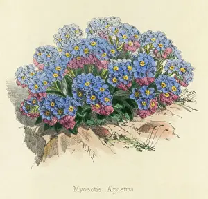 Pla Nts Prints: Myosotis Alpestris