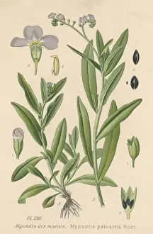 Myosotis Palustris