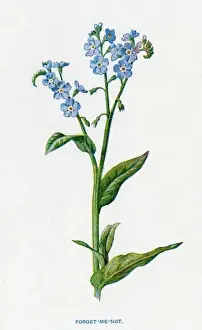 Forget Prints: Myosotis Palustris