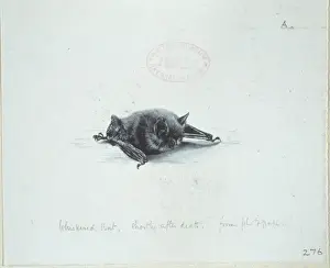 Pencil Prints: Myotis mystacinus, whiskered bat