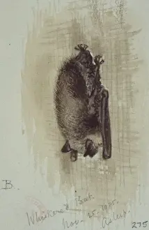 Myotis mystacinus, whiskered bat