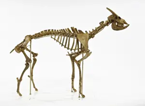 Myotragus