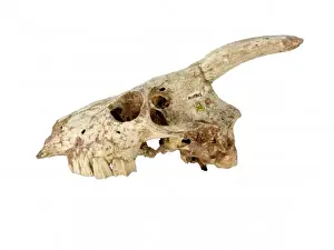 Myotragus
