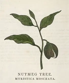 Moschata Prints: MYRISTICA FRAGRANS