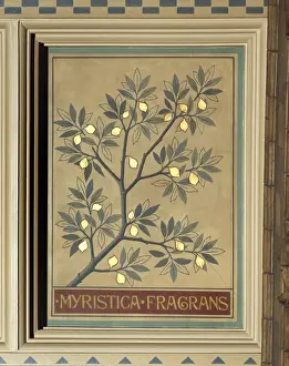 Myristica fragrans, nutmeg tree