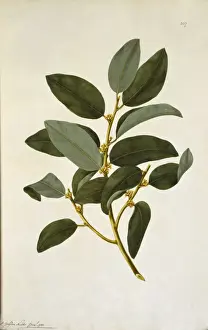 Myristica insipida, nutmeg