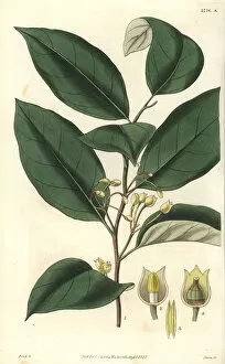Myristica officinalis or Myristica fragrans