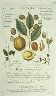 Medicinal Collection: Myristica sp. nutmeg